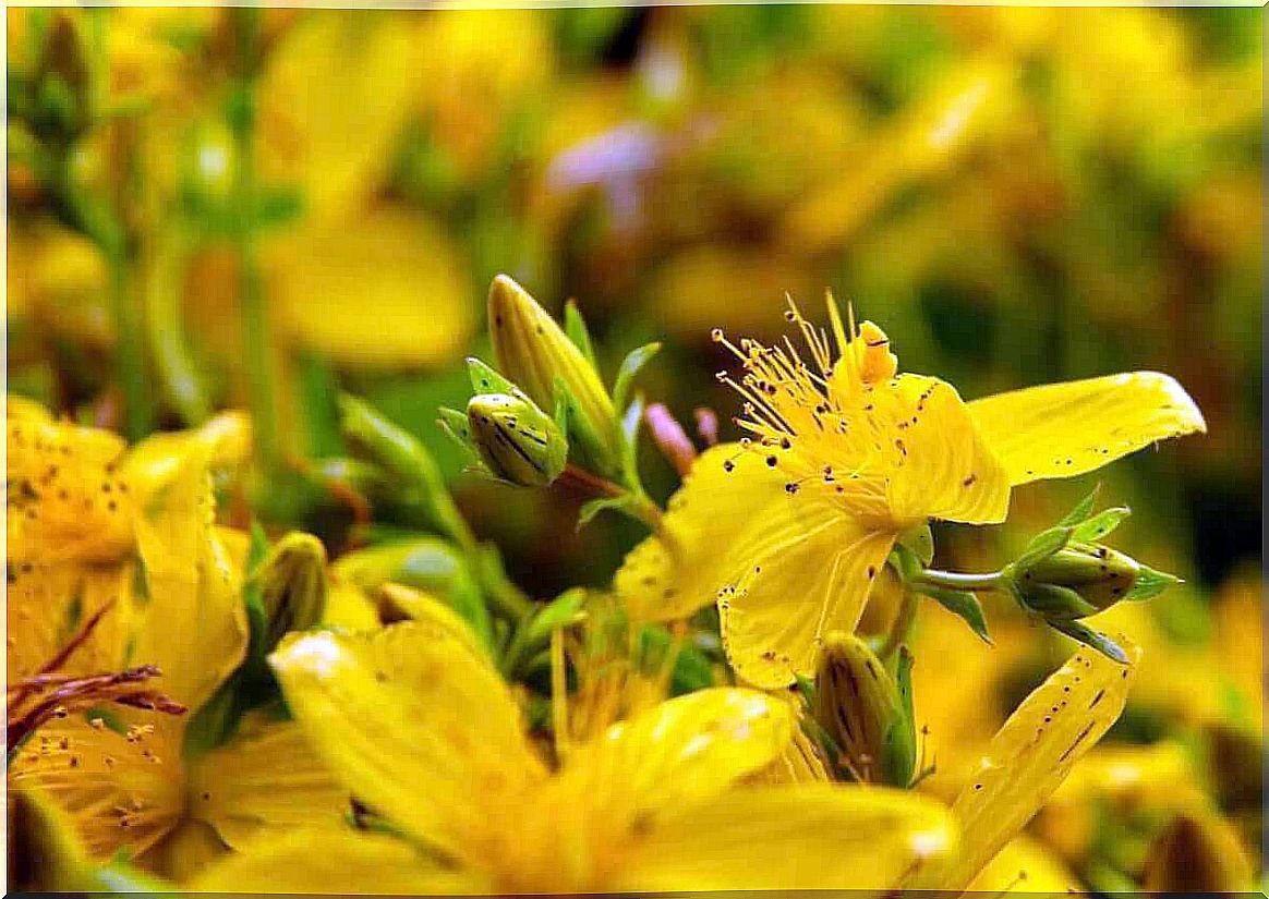 St. John's wort