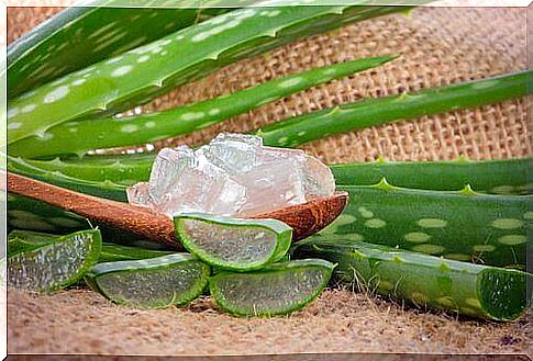 Aloe vera