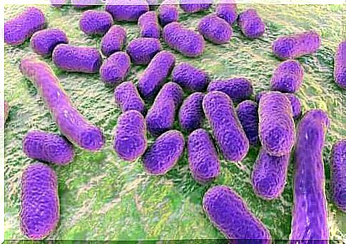 A cluster of bacteria