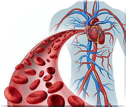 An illustration of the circulatory system