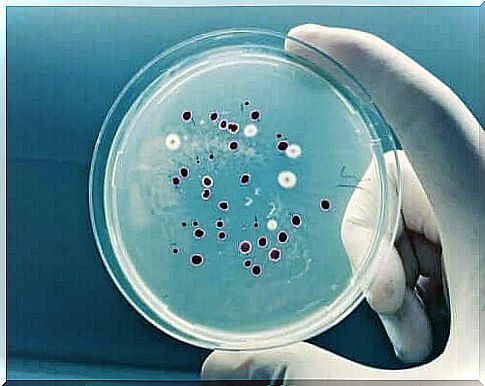 A person holding a petri dish.