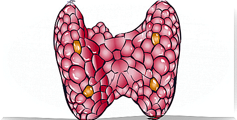 Five Home Treatments for the Thyroid Gland