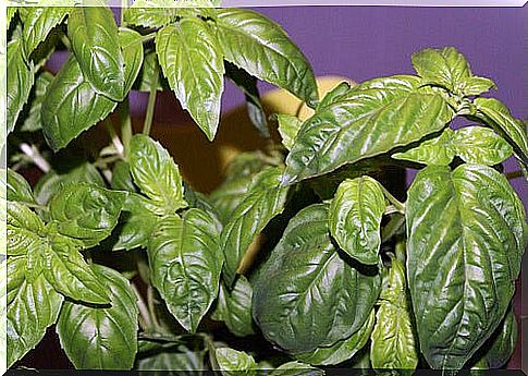 basil fights heartburn