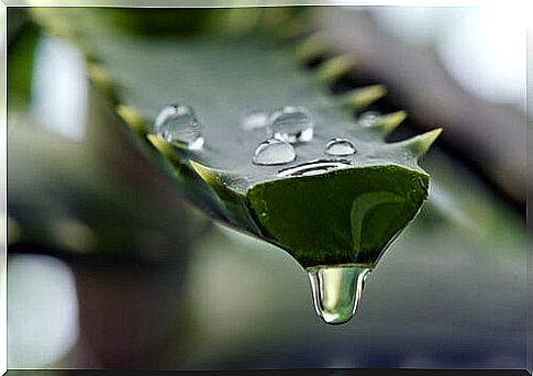 aloe vera plants