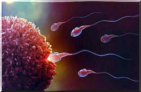 Eggs and sperm - fertilization