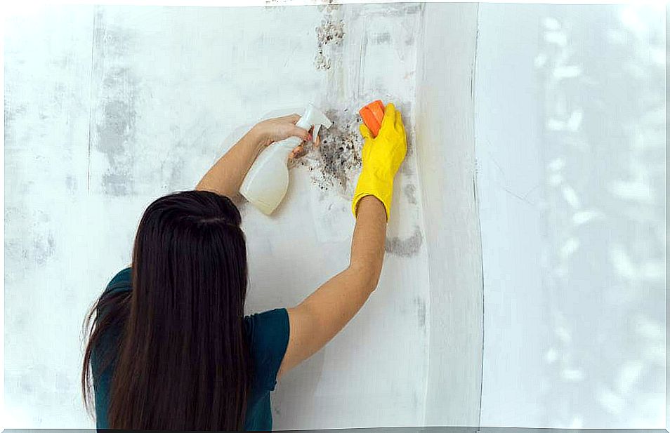 How to remove mold from your home in a natural way