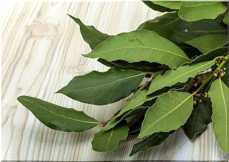 Benefits of laurel