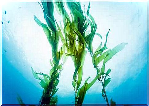 The benefits of kelp: Is it a superfood?