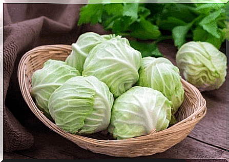 Cabbage