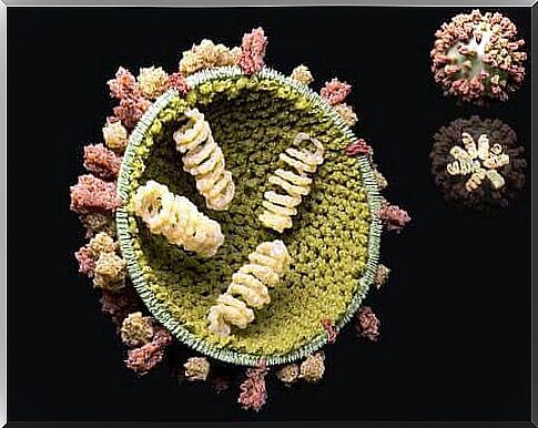 Virus reproduction cycle